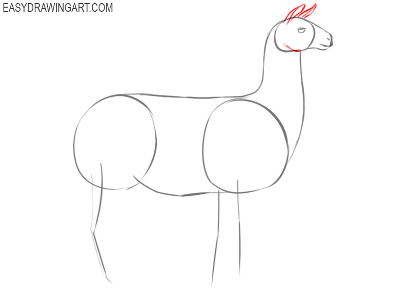 how to draw a llama cartoon