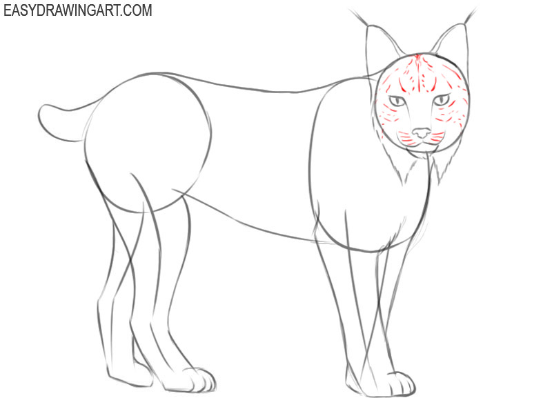 How to draw a lynx: step 10