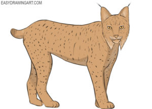 How to draw a lynx