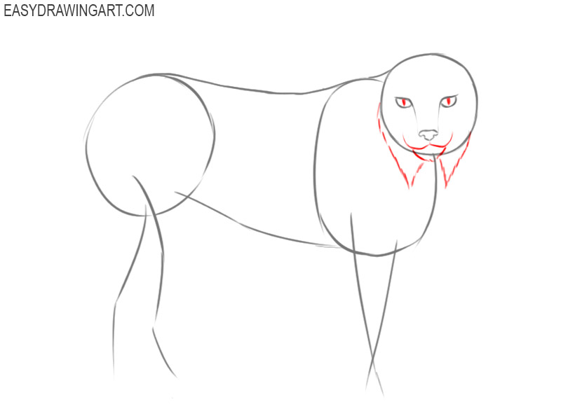 how to draw a lynx step by step