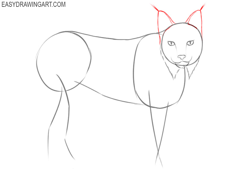 how to draw a lynx step by step easy
