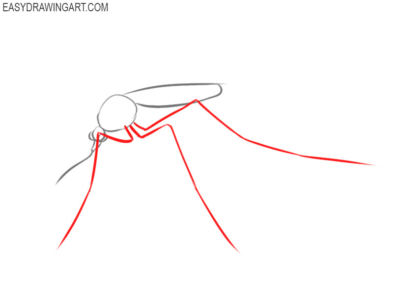 how to draw a mosquito step by step