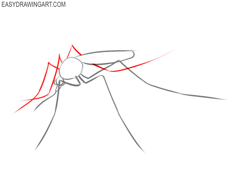 how to draw a mosquito easy step by step