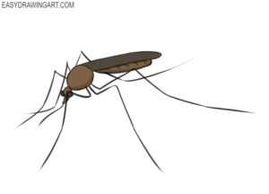 How to draw a mosquito