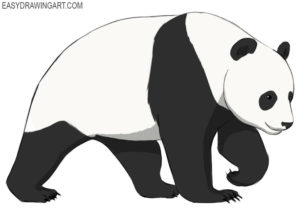 How to draw a panda
