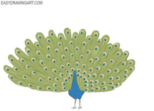 How to draw a peacock