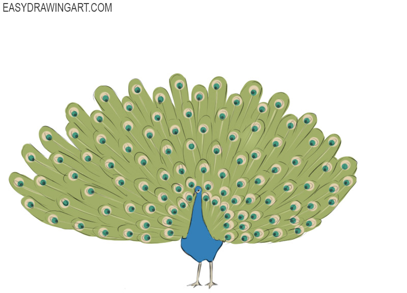 how to draw a peacock