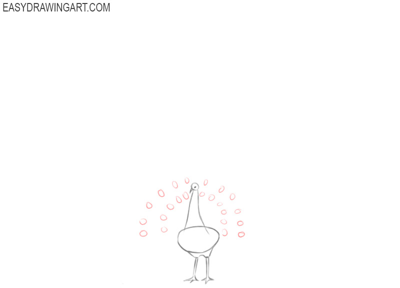 how to draw and paint a peacock