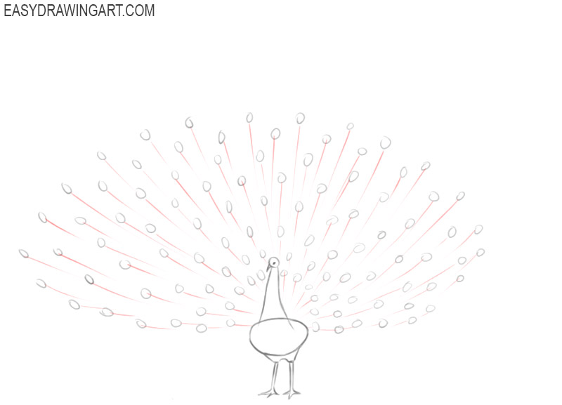 how to draw a peacock picture