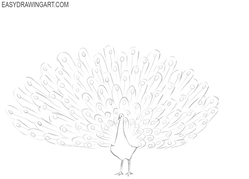 how to draw a peacock cartoon