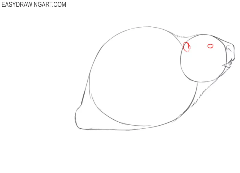 how to draw a picture of a beaver