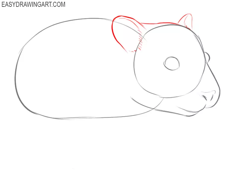 how to draw a picture of a hamster
