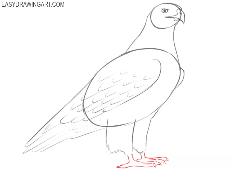 how to draw a picture of a hawk