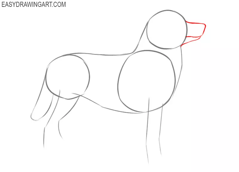 how to draw a picture of a husky
