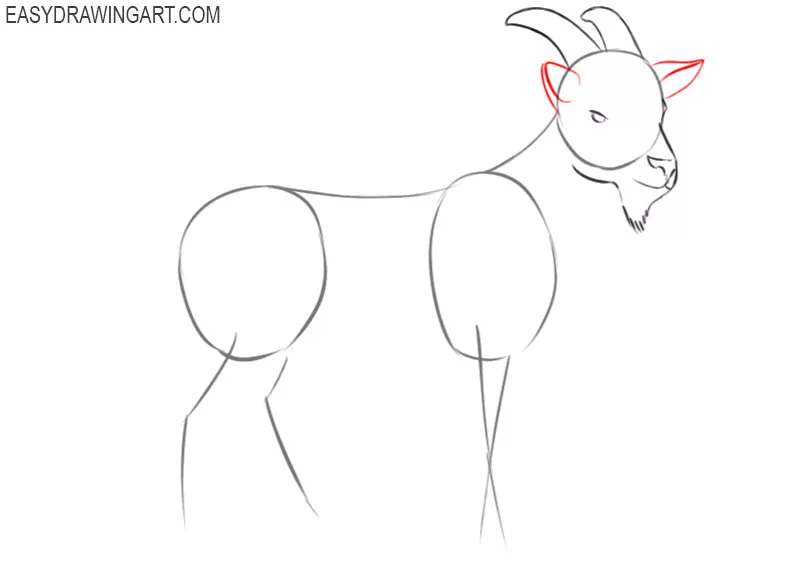 how to draw a picture of goat