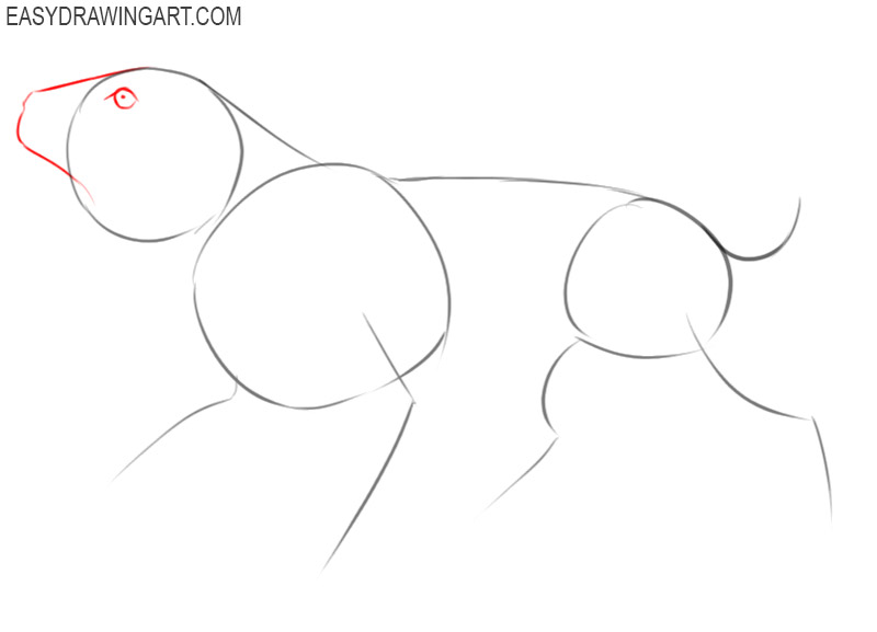 how to draw a saber tooth tiger step by step easy