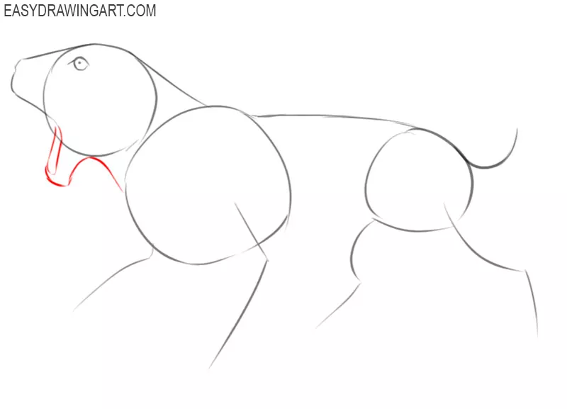 how to draw a saber tooth tiger step by step