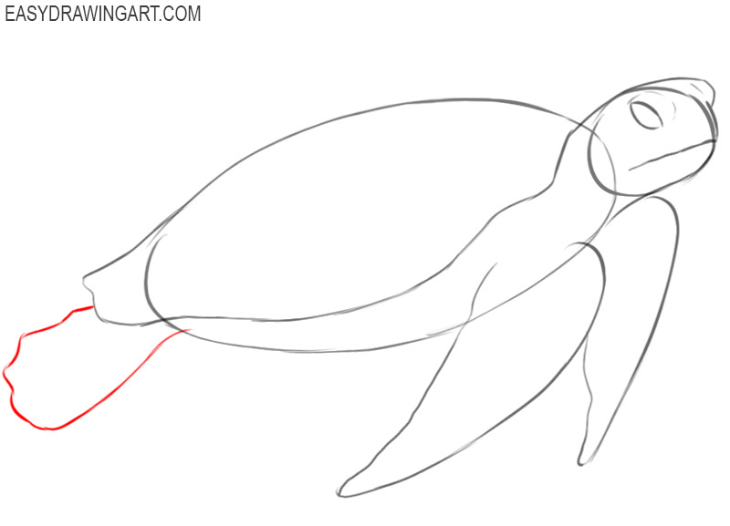 how to draw a sea turtle we draw animals 