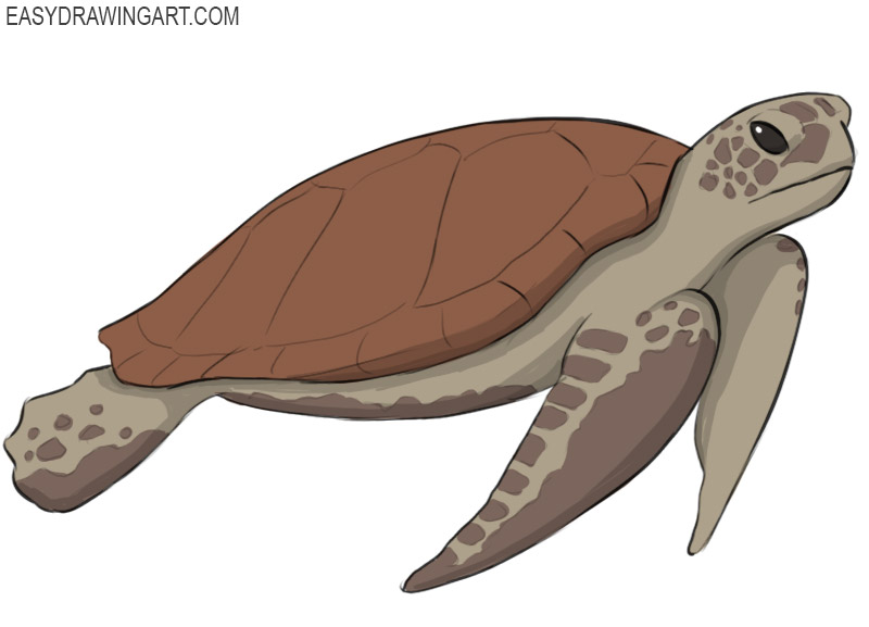 how to draw a sea turtle