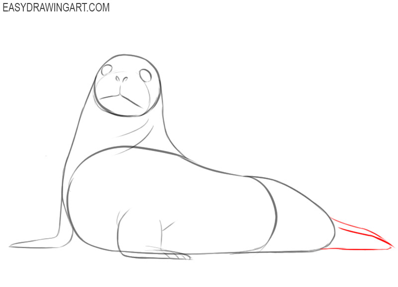 how to draw a seal body step by step