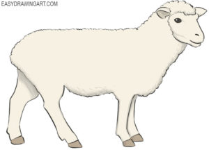 How to draw a sheep