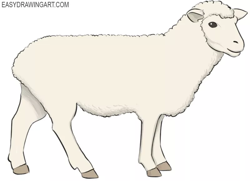 how to draw a sheep