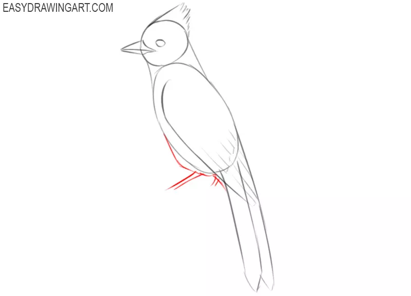 how to draw a simple blue jay