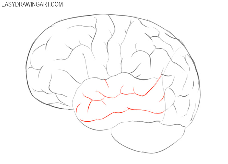 how to draw a simple brain step by step