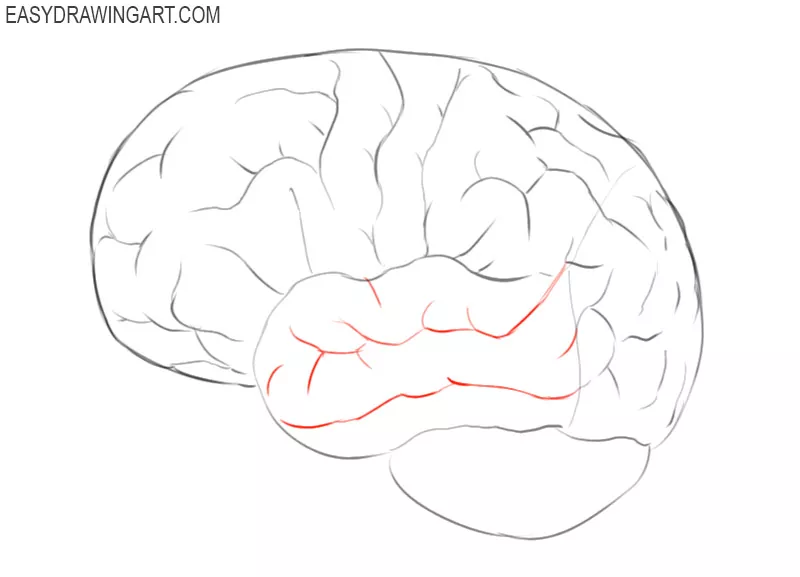 how to draw a simple brain step by step