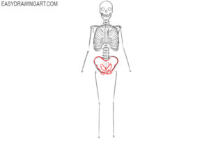 human skeleton easy drawing