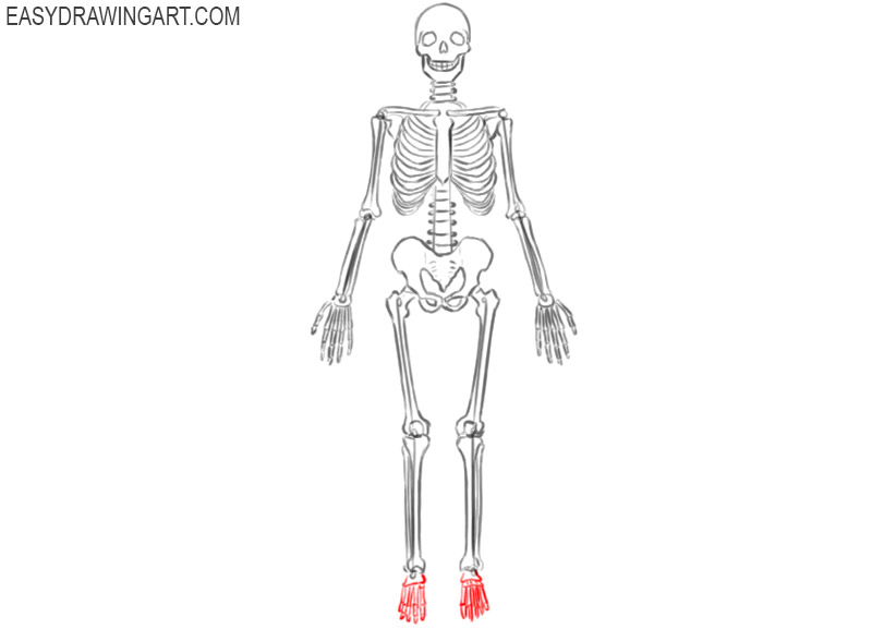 skeleton drawing anatomy