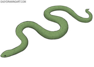 How to draw a snake