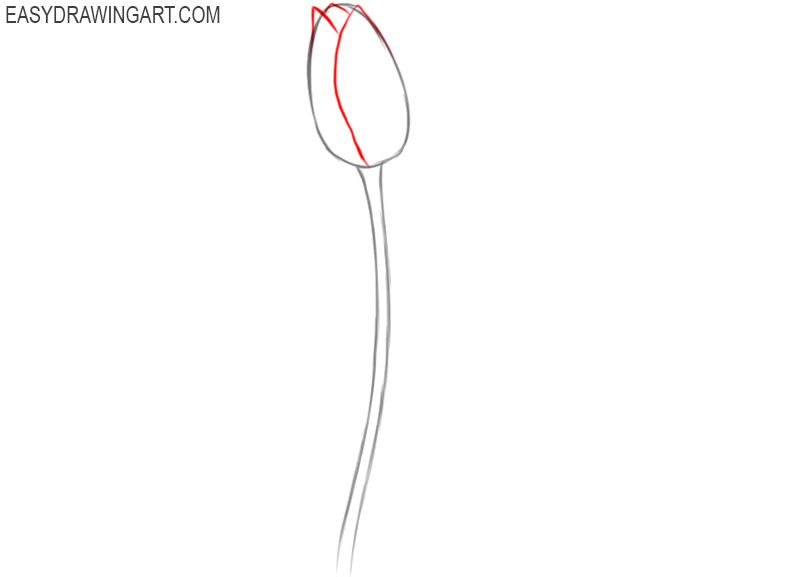 how to draw a tulip step by step