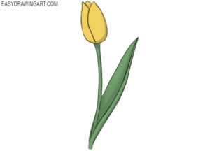 How to draw a tulip