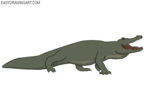How to draw an alligator