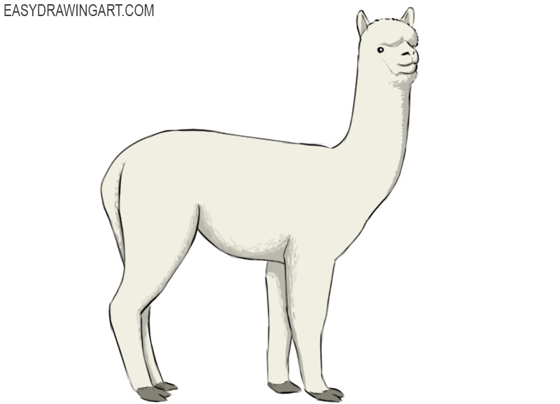 how to draw an alpaca