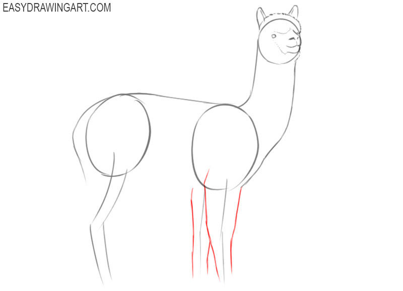 alpaca drawing step by step