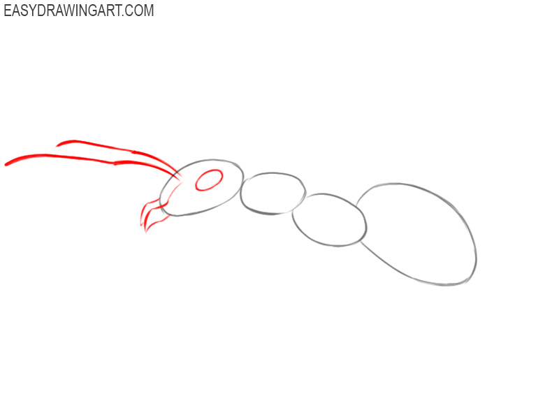 how to draw an cute ant 