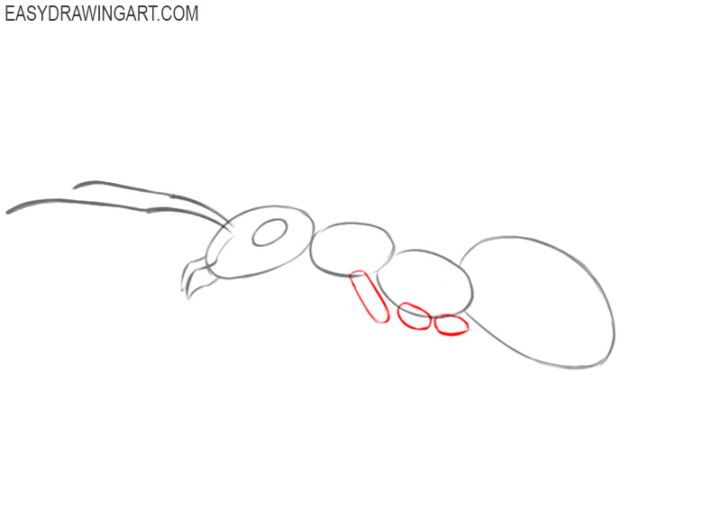 how to draw ant instructions 