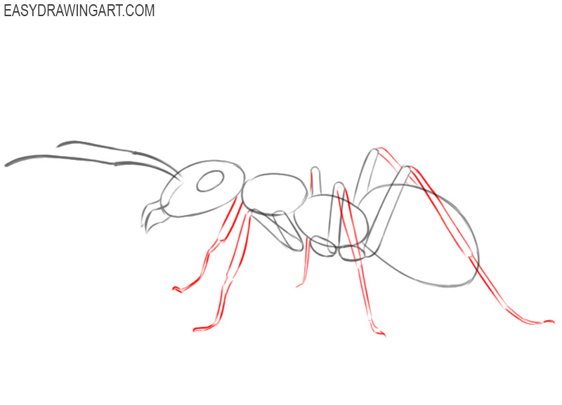 how to draw picture of ant 