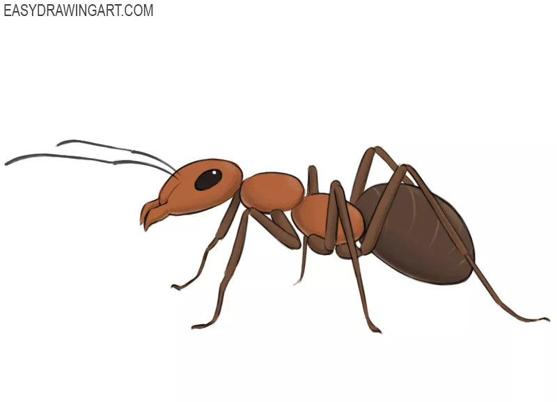 how to draw an ant