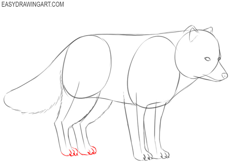 arctic fox drawing easy