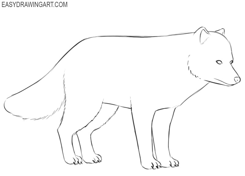 arctic fox drawing cute 