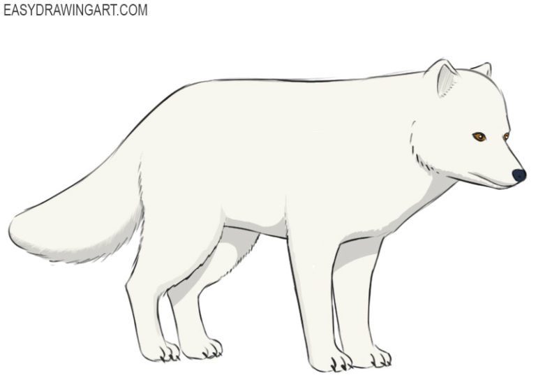 How to draw an arctic fox