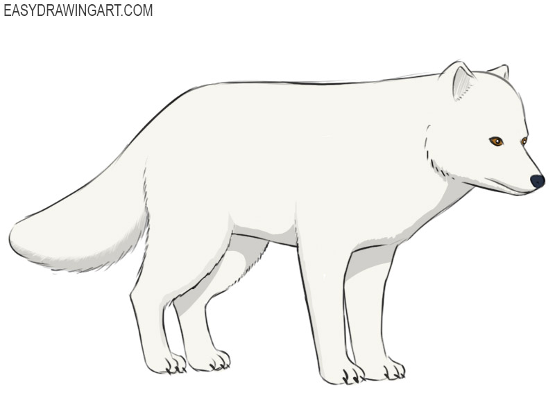 how to draw an arctic fox