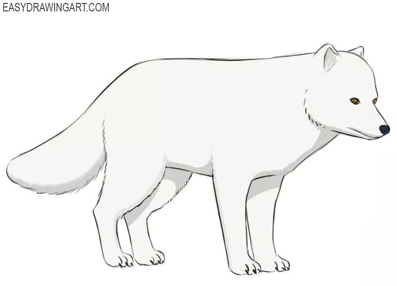 how to draw an arctic fox