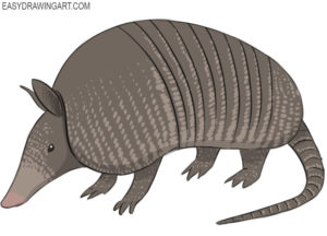 How to draw an armadillo