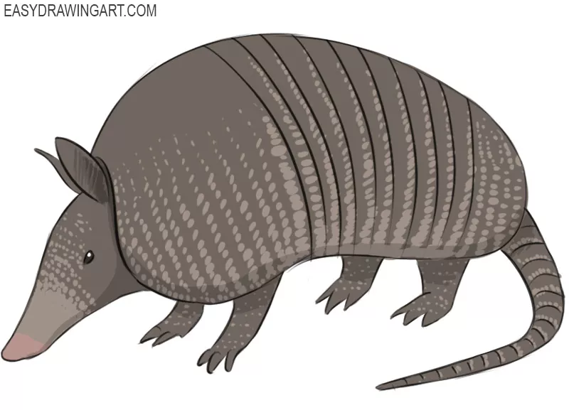 How to Draw an Armadillo