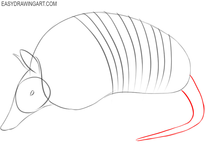 armadillo drawings cartoons