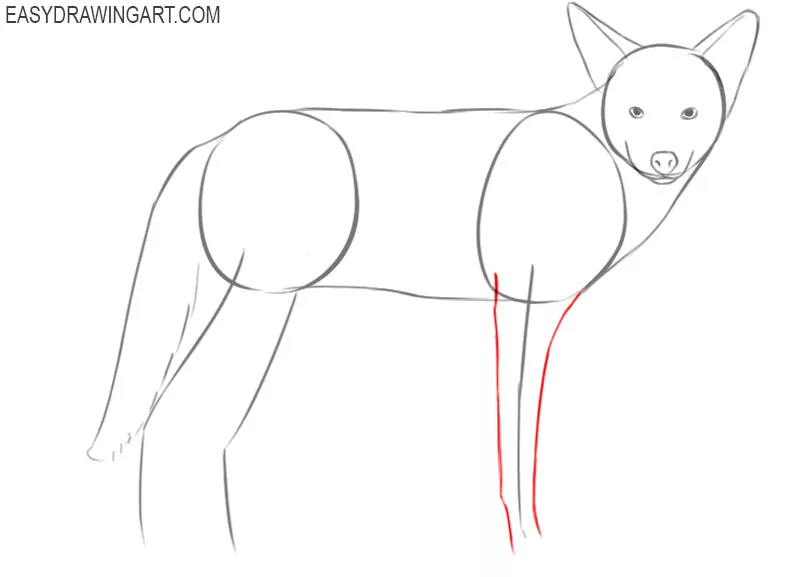 how to draw an easy coyote step by step